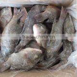 New Arrival Frozen Tilapia Fish Whole Round thumbnail-1
