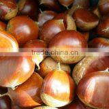 Fresh Chestnut in Bag Package. MOQ:1X40FCL. thumbnail-6