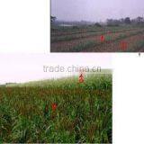 Beihai Green Kingdom Biology And Landscape-Creating Co., Ltd. company overview - view 2 thumbnail