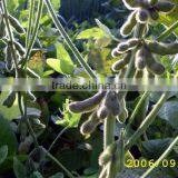 Black Soybeans With Yellow Kernel thumbnail-4