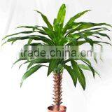 Ornamental Dracaena Bonsai Plant thumbnail-2