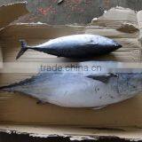 Frozen Bonito Tuna thumbnail-3
