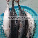 Frozen New Fish Bonito Tuna Whole thumbnail-1