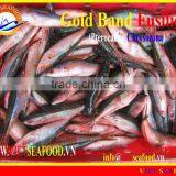 W/R FROZEN GOLD BAND FUSILIER thumbnail-1