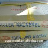 2017 New Arrived Great Pacific Mackerel thumbnail-2