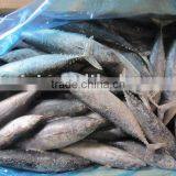 Frozen Bonito (5-6pcs) thumbnail-1
