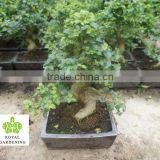 Ligustrum Sinense Bosnai in 20cm,25cm ,30cm Pot thumbnail-1