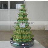 Lucky Bamboo ( Dracaena Sanderiana) thumbnail-1