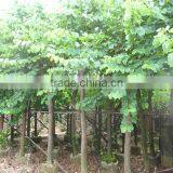 Bauhinia Blakeana Hong Kong Orchid Tree thumbnail-6