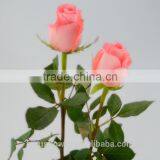 Export Fresh Cut Flower Roses The Diana Roses In Hot Selling Rose-wholesale thumbnail-4