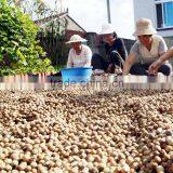 2015 New Crop Hazelnut thumbnail-1