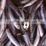 Whole Round Frozen Sardine Fish and Sardinella Longiceps thumbnail-2