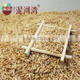 High Quality Chinese Hulled Oats, Naked Oats, Flat Oat Flakes, Rolled Oats Price thumbnail-4