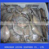 Frozen Black Pomfret Fish