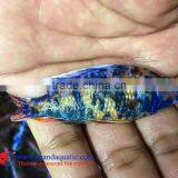 Quality Malawi Cichid Fish Export Company for Company Importer thumbnail-2