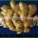 Beautiful Shape And Bright Yellow Skin Fat Ginger Chinese Spicy Ginger thumbnail-1