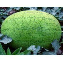Big Pearl Planting Watermelon Hybrid f1 Seed for Sale thumbnail-4