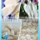 Various Frozen Squid Product Market thumbnail-1
