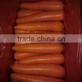 2014 New Crop fresh red carrot