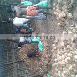 Fresh Mature Cocounts thumbnail-1