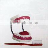 High Quality Dental Model , Tooth Modelmedical Model , Education Model )