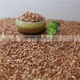 Best Quality Roasted Buckwheat Kernel thumbnail-1