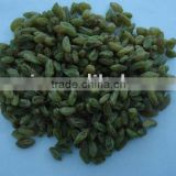 Seedless Green Raisin (Natural Dried)