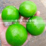 VIETNAM Fresh Seedless Lime +84963818434 whatsapp