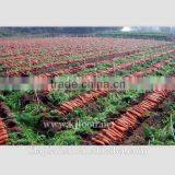 Fresh Tcarrot Glow is Cheap thumbnail-1