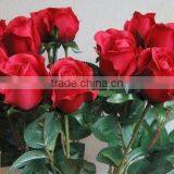 Wholesale Fresh Cut Flower Rose Plants of Various Colors thumbnail-3