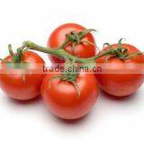 Chinese Hybred Seeds Tomato Seeds Best Quality for Greenhouse