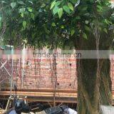 Fiberglass Big Ficus Tree thumbnail-3