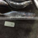 2016 New Arrive Sarda Sarda thumbnail-1