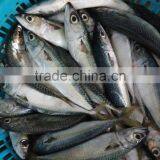 Frozen Seafood Pacific Mackerel Quality-guarantee thumbnail-4