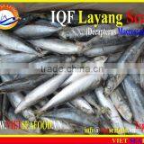 IQF LAYANG SCAD WHOLE ROUND thumbnail-5