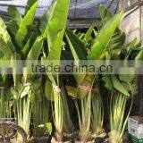 Ravenala Madagascariensis-Travelers Palm-trees-plants High 2-7m thumbnail-3