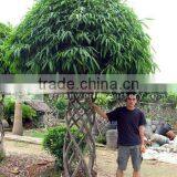 Ficus Big Ficus Irregularis thumbnail-1