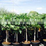 Ficus Carica "Mini Copa" thumbnail-3