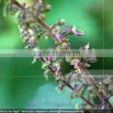 Ocimum Sanctum Extract thumbnail-5