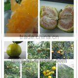 Yongchun Mandarin,Clementine Orange thumbnail-5