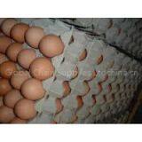 Hatching Eggs and Fresh Chicken Eggs