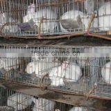 Poultry Nipple Automatic Stainless Steel Rabbit Nipple Drinker thumbnail-4