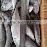 Seafrozen BQF 100-150g Horse Mackerel thumbnail-3