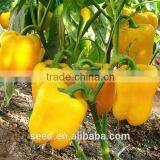 Yellow Bell Pepper Seeds SXP No.5