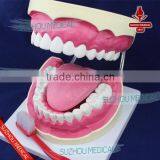 Teeth Care Model thumbnail-2