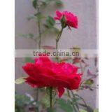 Attar Gulab (Rose) for Nervous Tension, Headache, Relieves Shock, Palpitations, Poor Circulation, Nausea Etc. thumbnail-1