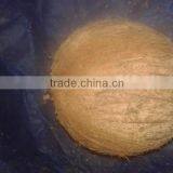 Semi Husked Coconuts thumbnail-1