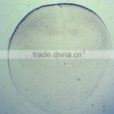Chick Embryo Prepared Slides thumbnail-4