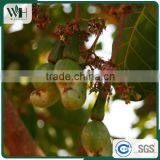 AFI Grade Cambodia Raw Cashew Nuts With Shells thumbnail-6