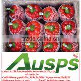 Fresh Capsicum thumbnail-2